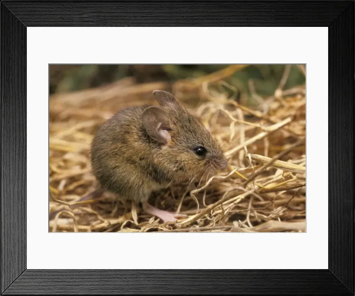 Framed Print : Western Harvest Mouse Framed Print : Western Harvest Mouse
