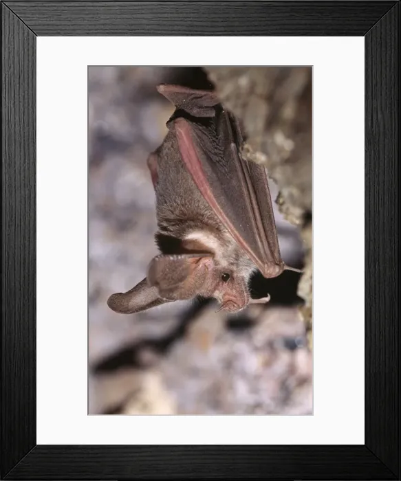 Framed Print : California Leaf-nosed Bat Framed Print : California Leaf-nosed Bat