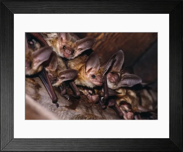 Framed Print : Pallid Bat Framed Print : Pallid Bat