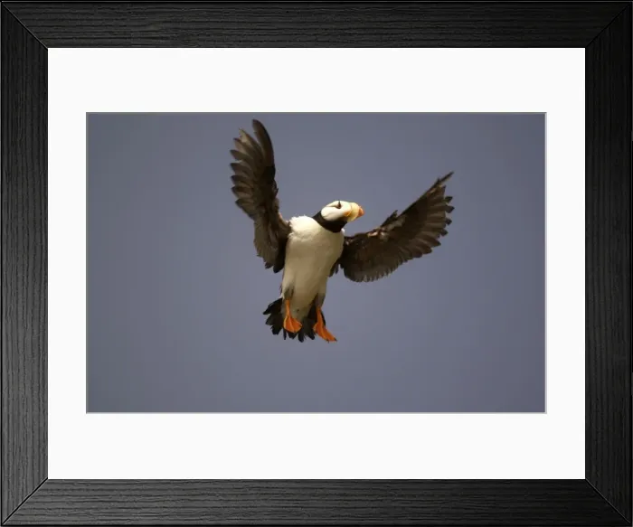 Framed Print : Horned Puffin In flight Framed Print : Horned Puffin In flight