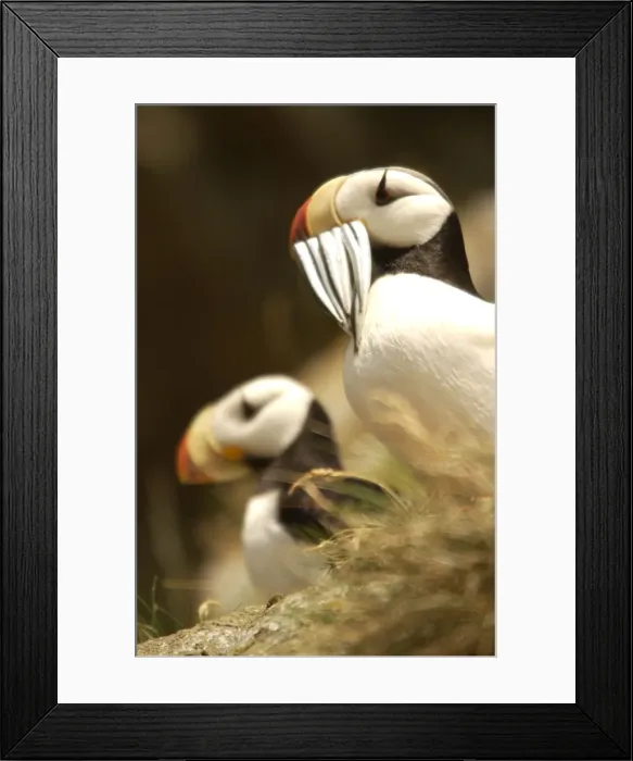 Framed Print : Horned Puffin With food in beak Framed Print : Horned Puffin With food in beak