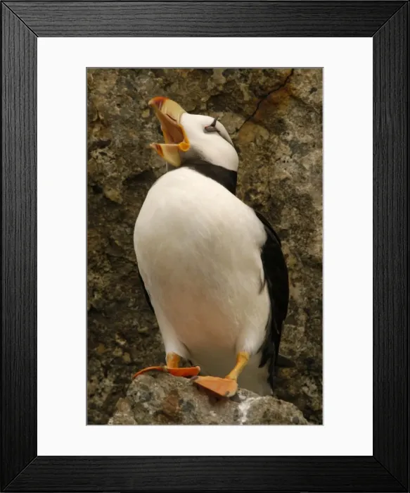 Framed Print : Horned Puffin With open beak Framed Print : Horned Puffin With open beak
