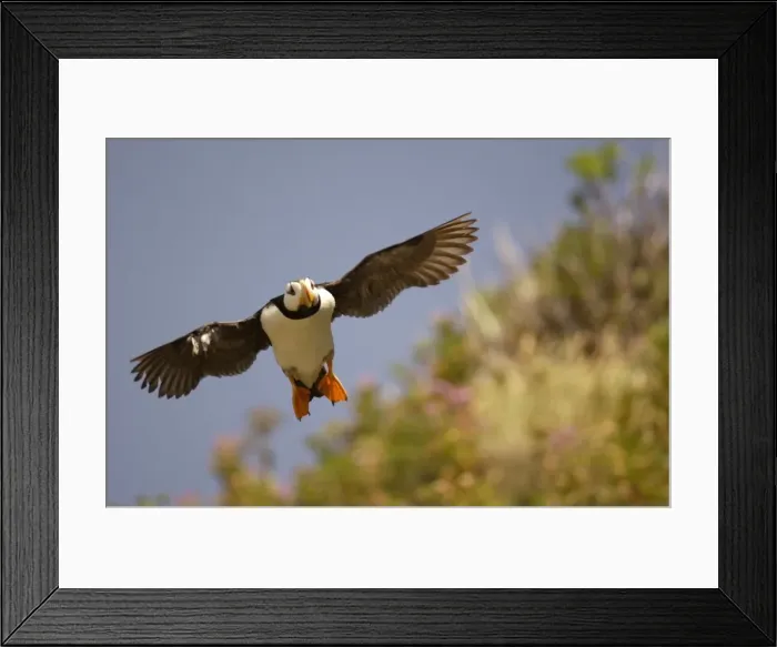 Framed Print : Horned Puffin In flight Framed Print : Horned Puffin In flight