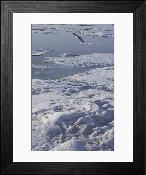 Framed Print : Kittiwake In flight Spitzbergen Framed Print : Kittiwake In flight Spitzbergen