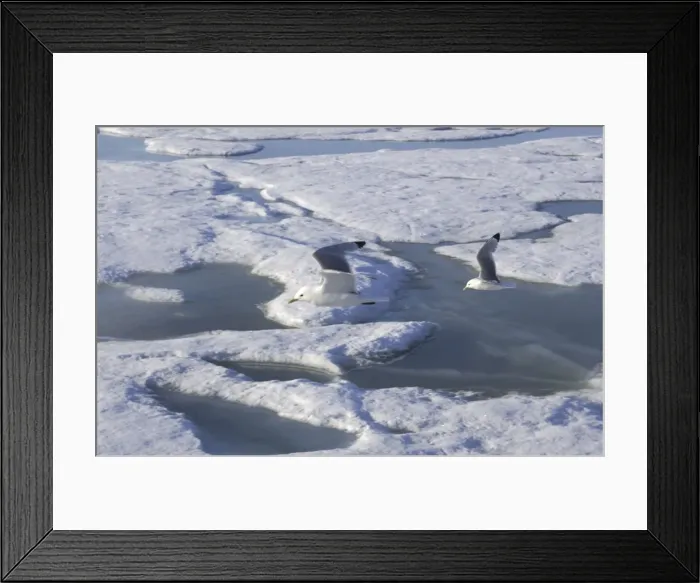 Framed Print : Kittiwakes In flight Spitzbergen Framed Print : Kittiwakes In flight Spitzbergen