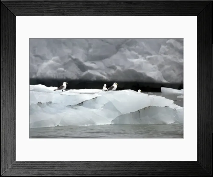 Framed Print : Kittiwakes On iceberg Spitzbergen Framed Print : Kittiwakes On iceberg Spitzbergen