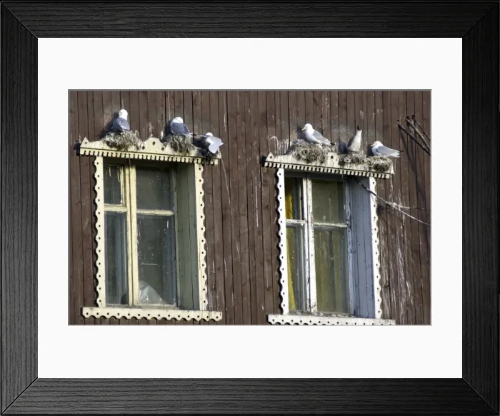 Framed Print : Kittiwakes Nesting on window ledge Spitzbergen Framed Print : Kittiwakes Nesting on window ledge Spitzbergen