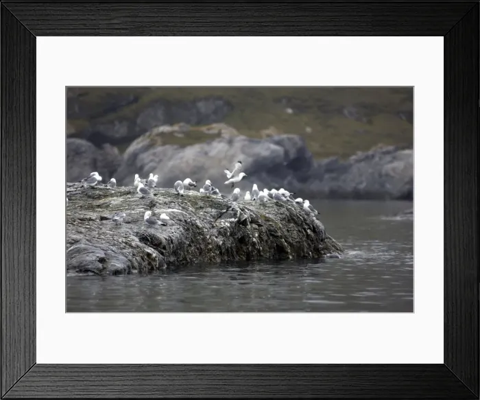 Framed Print : Kittiwakes Spitzbergen Framed Print : Kittiwakes Spitzbergen