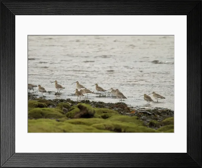 Framed Print : Curlew - On shoreline - Islay - Scotland Framed Print : Curlew - On shoreline - Islay - Scotland