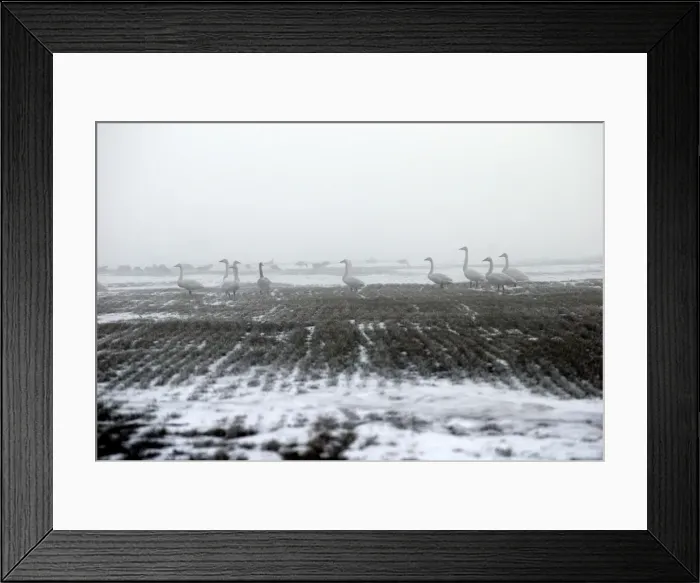 Framed Print : Whooper Swans - in the mist - Bulgaria near Varna (White fronted and red breasted geese behind) Framed Print : Whooper Swans - in the mist - Bulgaria near Varna (White fronted and red breasted geese behind)