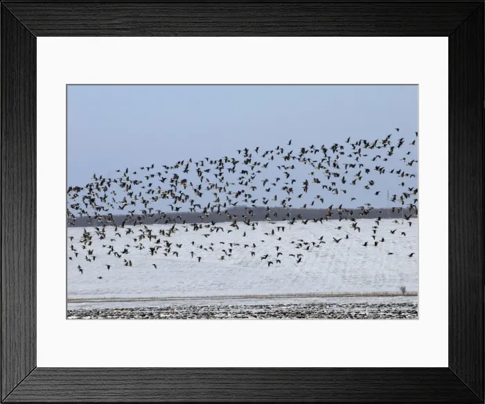 Framed Print : Mixed flock of Red Breasted and White fronted geese (Anser albifrons) - In flight near Varna Bulgaria Framed Print : Mixed flock of Red Breasted and White fronted geese (Anser albifrons) - In flight near Varna Bulgaria