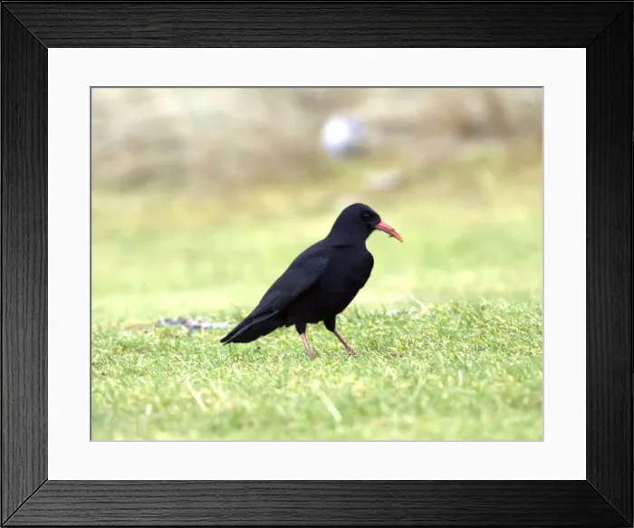 Framed Print : Chough - Islay Scotland Framed Print : Chough - Islay Scotland