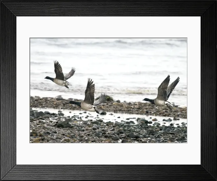 Framed Print : Brent Geese - In flight - Islay Scotland Framed Print : Brent Geese - In flight - Islay Scotland