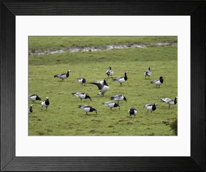 Framed Print : Barnacle Geese - Grazing - Islay Scotland Framed Print : Barnacle Geese - Grazing - Islay Scotland