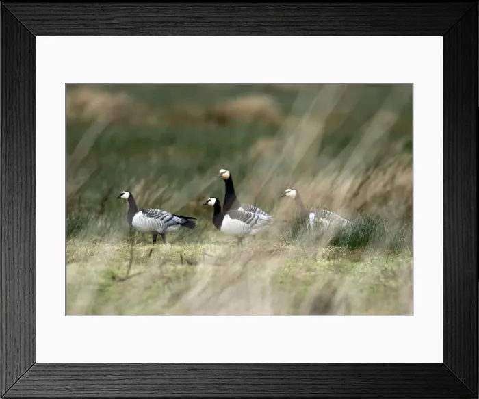Framed Print : Barnacle Geese - Islay Scotland Framed Print : Barnacle Geese - Islay Scotland