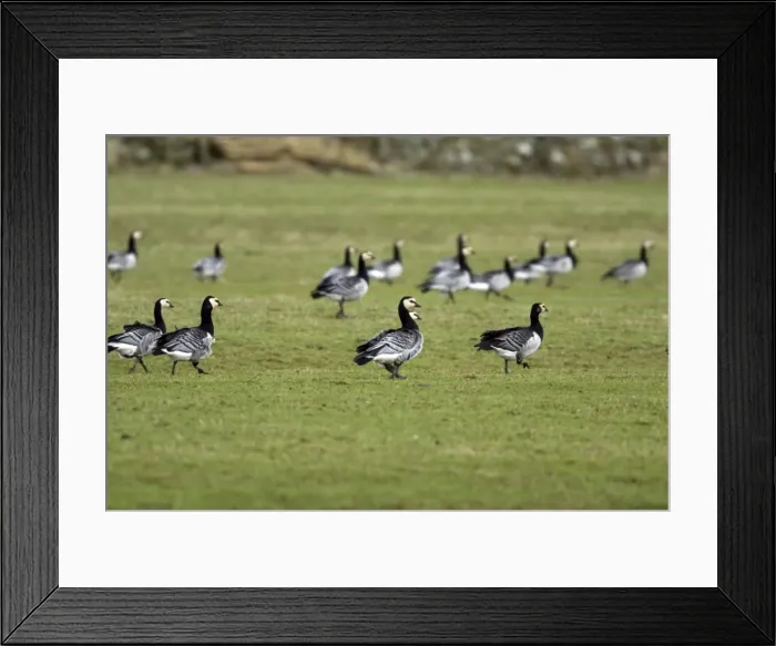Framed Print : Barnacle Geese - Grazing - Islay Scotland Framed Print : Barnacle Geese - Grazing - Islay Scotland