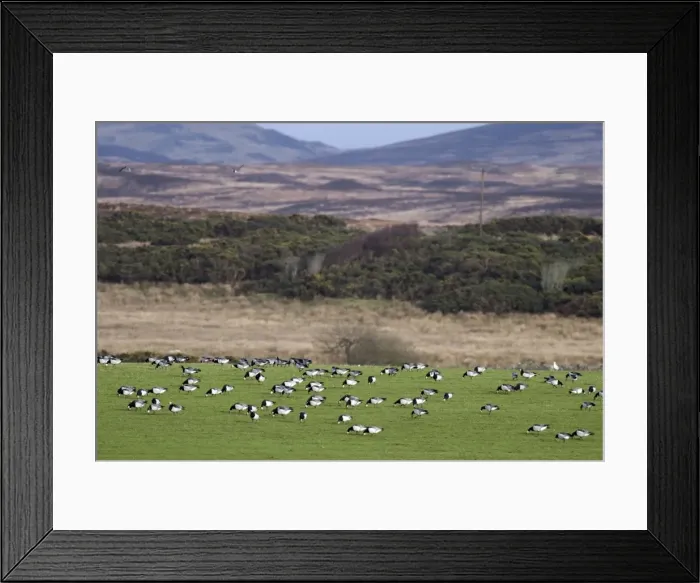 Framed Print : Barnacle Geese - Grazing - Islay Scotland Framed Print : Barnacle Geese - Grazing - Islay Scotland