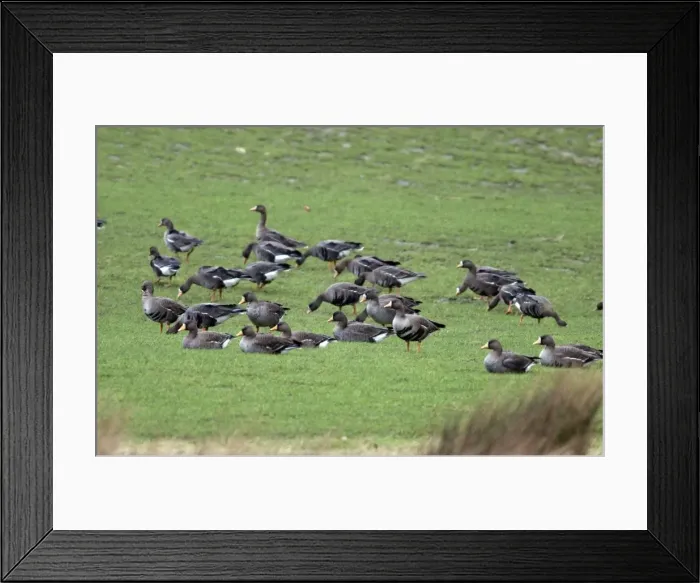 Framed Print : White fronted Geese- Grazing - Islay Scotland