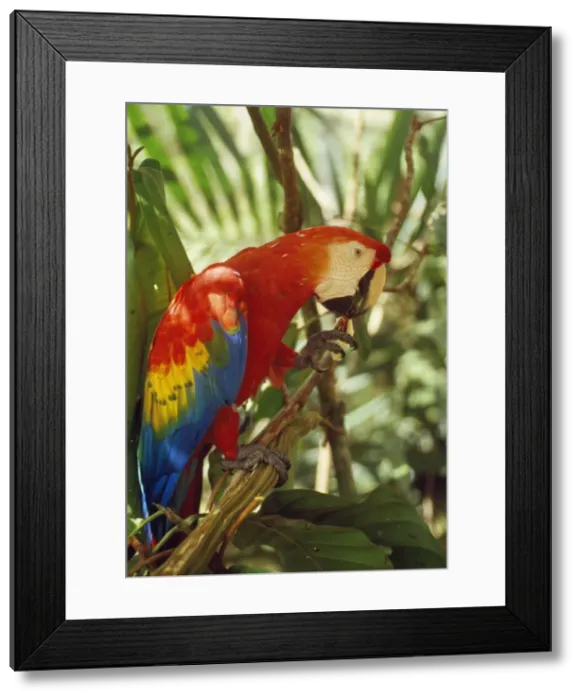 Framed Print : Scarlet Macaw - eating fruit of Inga Tree (Inga alba) Amazonia, Brazil, South America Framed Print : Scarlet Macaw - eating fruit of Inga Tree (Inga alba) Amazonia, Brazil, South America