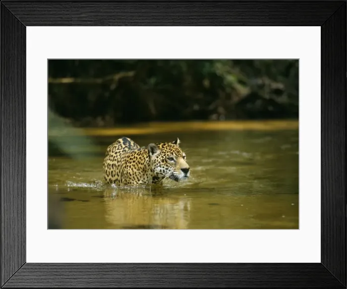 Framed Print : Jaguar - male, crossing shallow creek. In the wild. Amazonas, Brazil Framed Print : Jaguar - male, crossing shallow creek. In the wild. Amazonas, Brazil