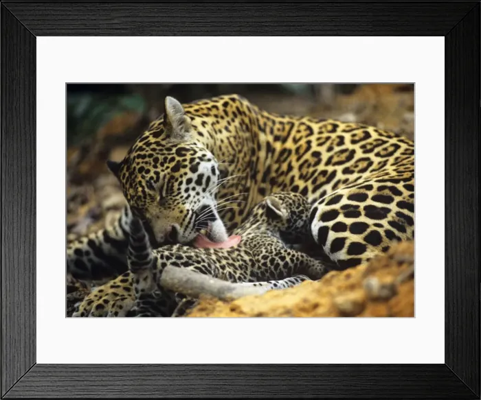 Framed Print : Jaguar - female, cleaning 8 week old cub. Amazonas, Brazil Framed Print : Jaguar - female, cleaning 8 week old cub. Amazonas, Brazil