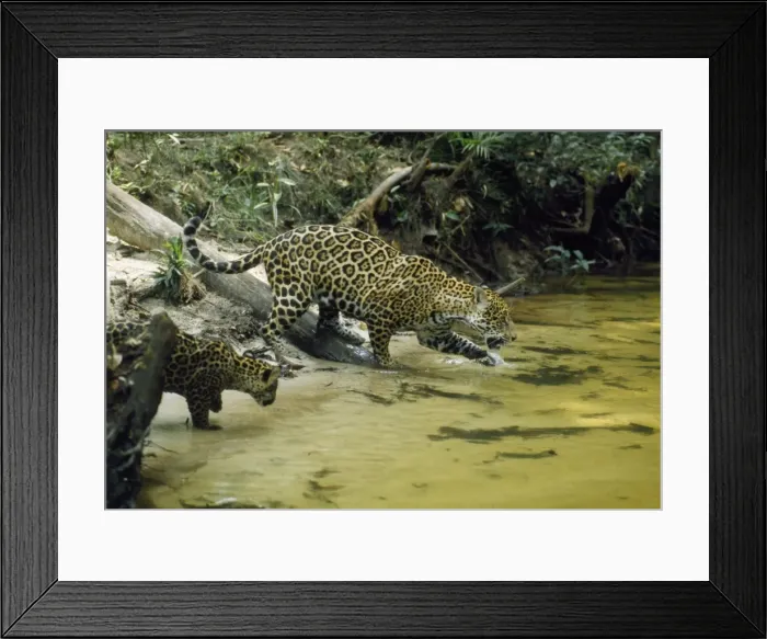 Framed Print : Jaguar - female & 10 week old cub coming to edge of creek, in the wild. Amazonas, Brasil Framed Print : Jaguar - female & 10 week old cub coming to edge of creek, in the wild. Amazonas, Brasil
