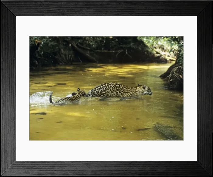 Framed Print : Jaguar - female & 10 week old cub crossing shallow creek. Amazonas, Brazil Framed Print : Jaguar - female & 10 week old cub crossing shallow creek. Amazonas, Brazil