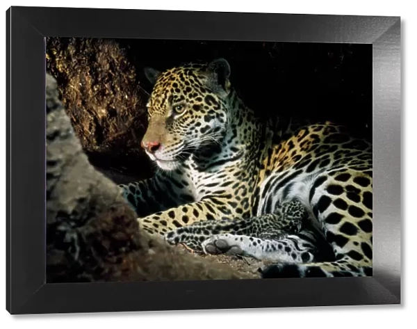 Jaguar - female, with 2 day old cub in forest floor den. In the wild. Amazonas, Brazil