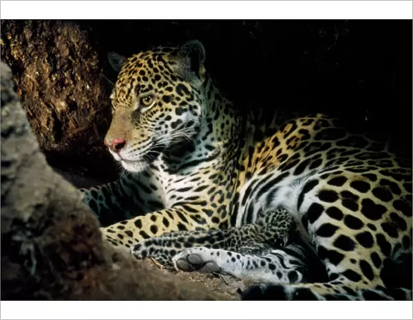 Jaguar - female, with 2 day old cub in forest floor den. In the wild. Amazonas, Brazil