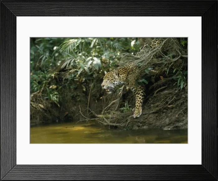 Framed Print : Jaguar - female, at edge of creek looking across water. In the wild. Amazonas, Brazil Framed Print : Jaguar - female, at edge of creek looking across water. In the wild. Amazonas, Brazil