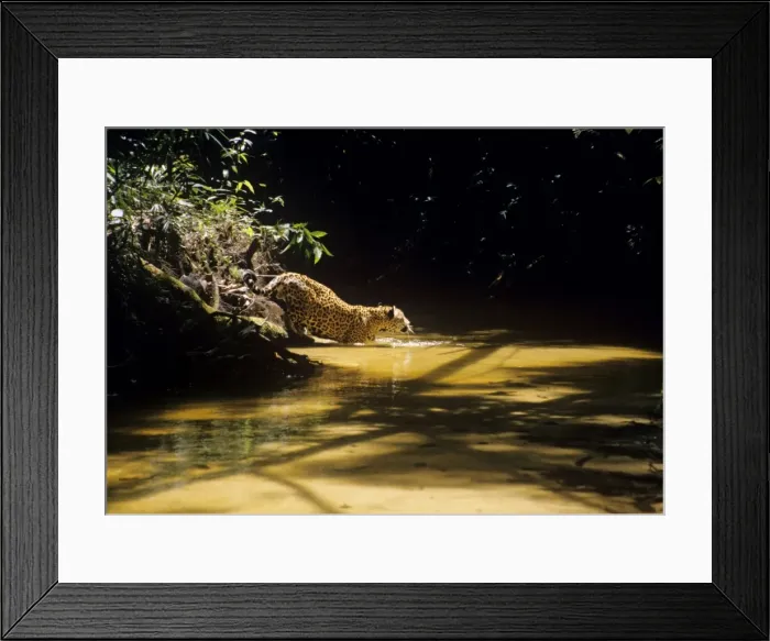Framed Print : Jaguar - male in shallow creek. Amazonas, Brazil Framed Print : Jaguar - male in shallow creek. Amazonas, Brazil