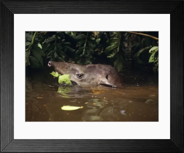 Framed Print : Tapir - eating vegetation while swimming through flooded forest. Amazonas Brazil Framed Print : Tapir - eating vegetation while swimming through flooded forest. Amazonas Brazil