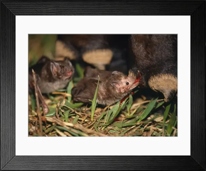Framed Print : Common Vampire Bat - feeding on Cow's leg, with another bat waiting. Sao Paulo Brazil Framed Print : Common Vampire Bat - feeding on Cow's leg, with another bat waiting. Sao Paulo Brazil