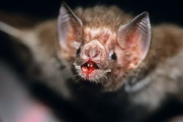 Common Vampire Bat - close-up face after feeding Sao Paulo, Brazil
