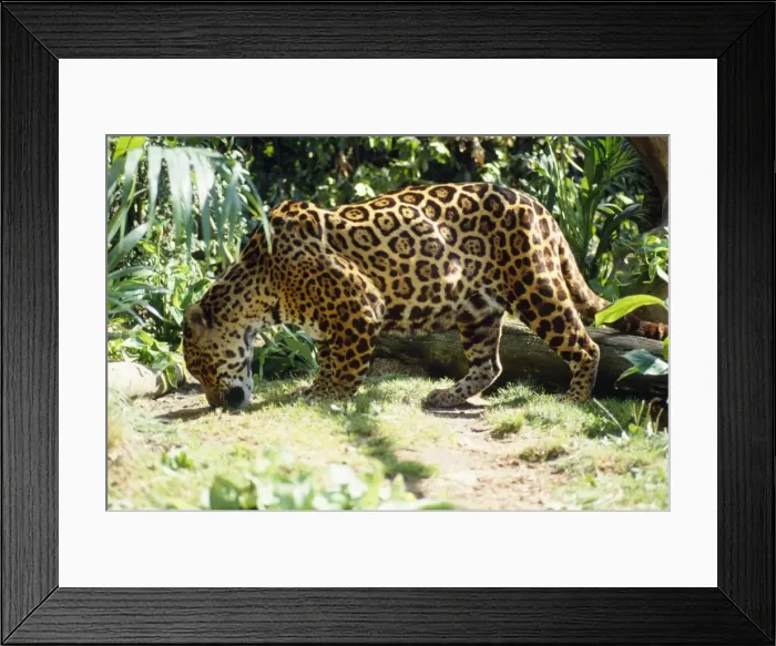 Framed Print : Jaguar - male sniffing scent of prey Framed Print : Jaguar - male sniffing scent of prey