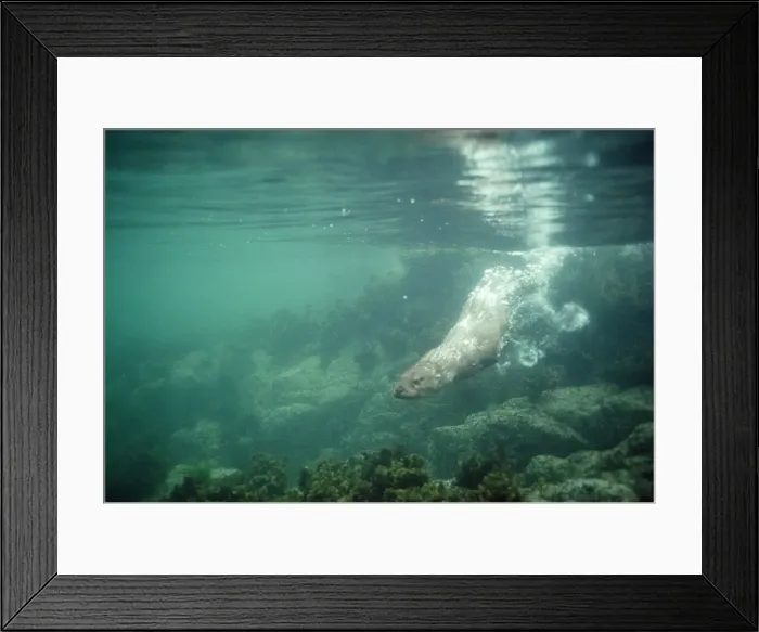 Framed Print : European Otter - swiming under water Scotland Framed Print : European Otter - swiming under water Scotland