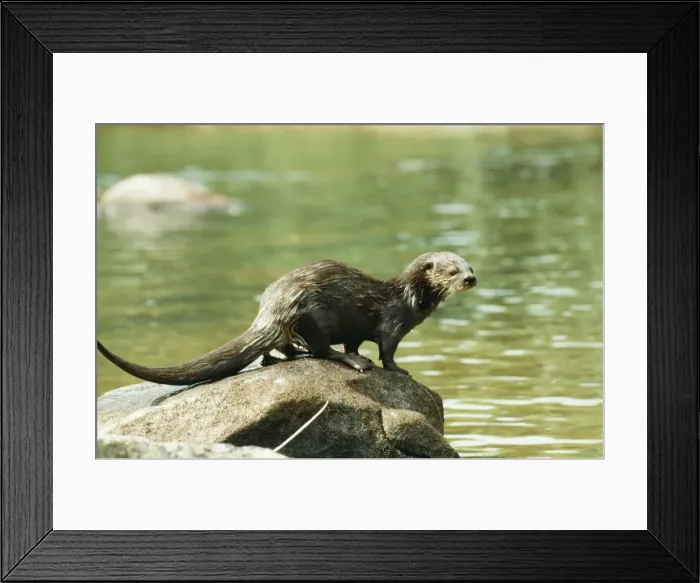 Framed Print : Spotted-necked / Speckle-throated / Spot-necked Otter - sprainting Sierra Leona, Africa Framed Print : Spotted-necked / Speckle-throated / Spot-necked Otter - sprainting Sierra Leona, Africa