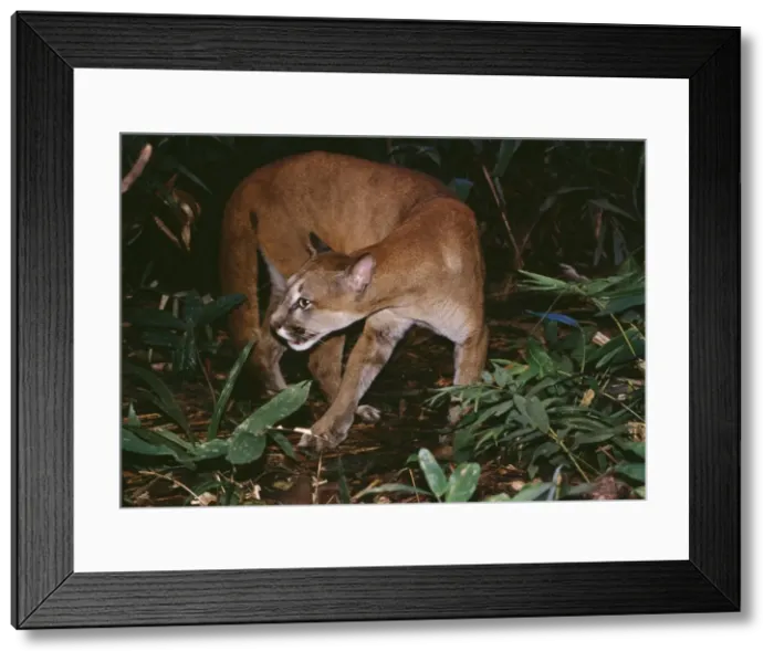 Framed Print : Cougar - In rainforest, Amazonas, Brazil Framed Print : Cougar - In rainforest, Amazonas, Brazil