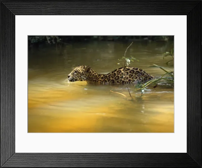 Framed Print : Jaguar - swimimg across creek, in the wild. Amazonia, Brasil Framed Print : Jaguar - swimimg across creek, in the wild. Amazonia, Brasil