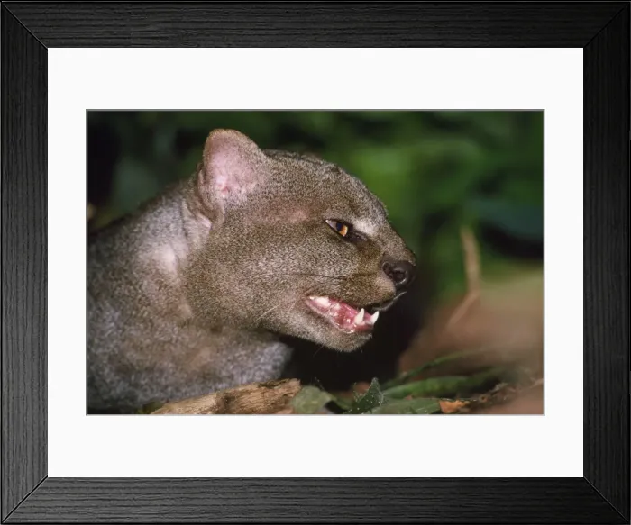Framed Print : Jaguarundi Amazonas Brazil Framed Print : Jaguarundi Amazonas Brazil