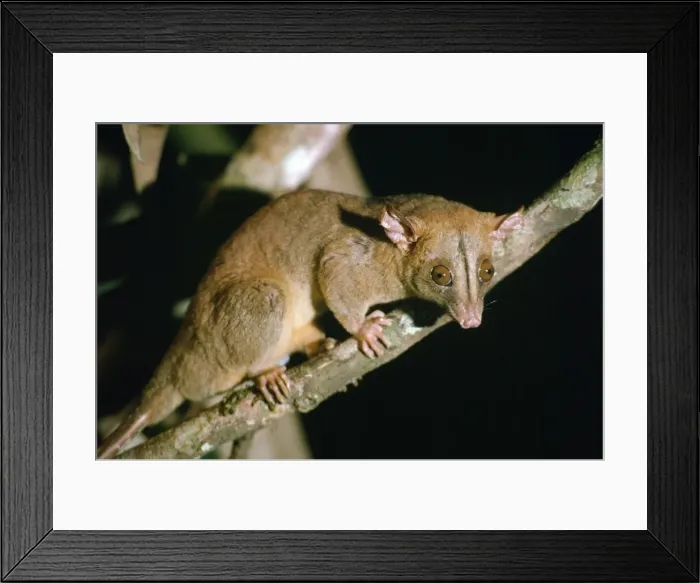 Framed Print : Bare-tailed Woolly Opossum - at night night in rainforest Amazonia, Brazil Framed Print : Bare-tailed Woolly Opossum - at night night in rainforest Amazonia, Brazil