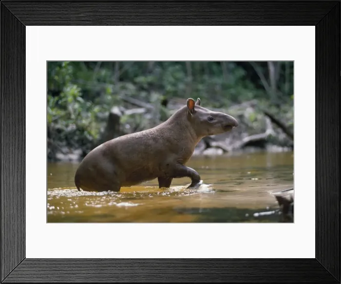 Framed Print : Brazilian Tapir Amazonia, Brazil