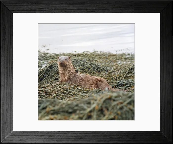 Framed Print : Otter Scottish coast Framed Print : Otter Scottish coast