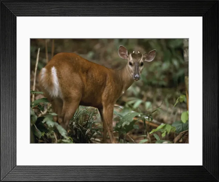 Framed Print : Red Brocket Deer - male, in rainforest. Amazonia, Brazil Framed Print : Red Brocket Deer - male, in rainforest. Amazonia, Brazil