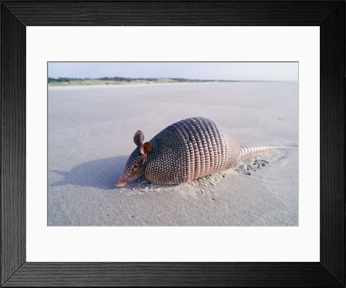 Framed Print : 9-banded Armadillo