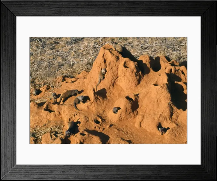 Framed Print : Dwarf Mongoose - in termite nest Kenya, Africa Framed Print : Dwarf Mongoose - in termite nest Kenya, Africa