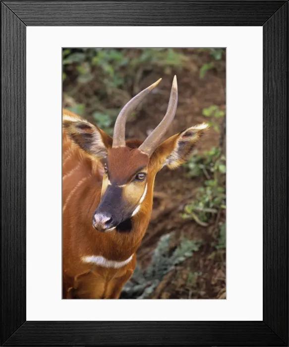 Framed Print : Eastern Bongo Antelope Framed Print : Eastern Bongo Antelope