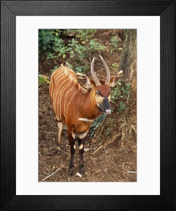 Framed Print : Bongo Antelope Kenya, Africa Framed Print : Bongo Antelope Kenya, Africa