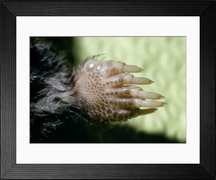 Framed Print : Starnose Mole - close-up of foot showing claws Framed Print : Starnose Mole - close-up of foot showing claws