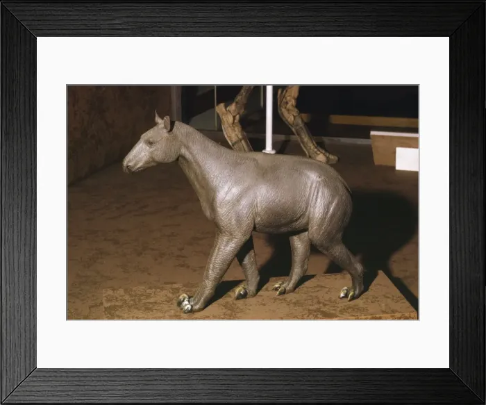 Framed Print : Morpus - prehistoric reconstruction Framed Print : Morpus - prehistoric reconstruction